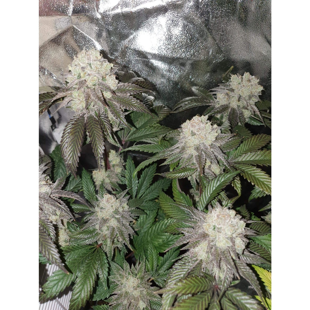 In House Genetics Banana Cake Fem 3St.