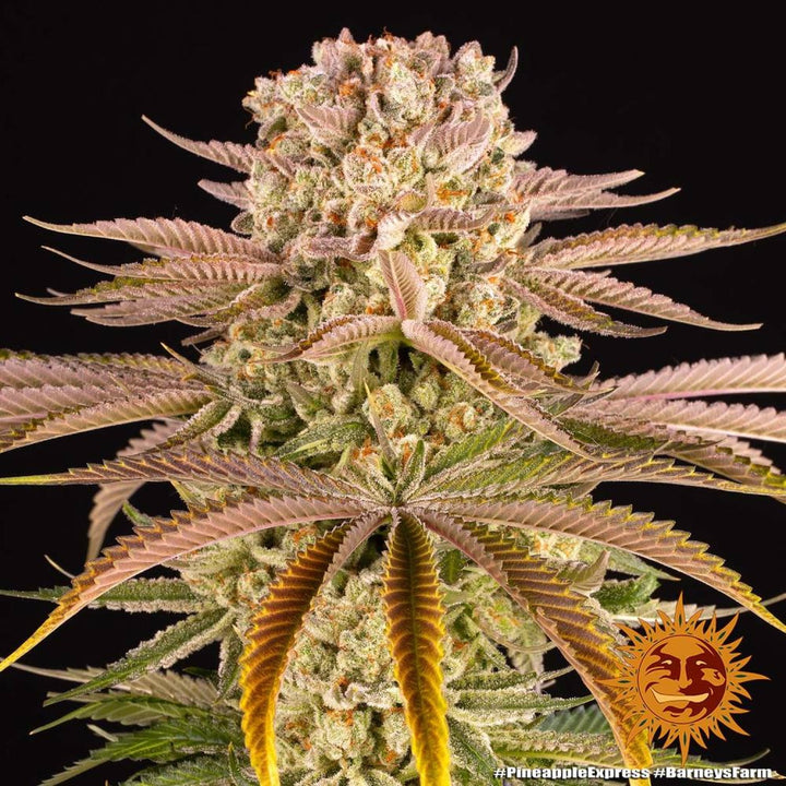 Barneys Farm Pineapple Express Fem 3St.