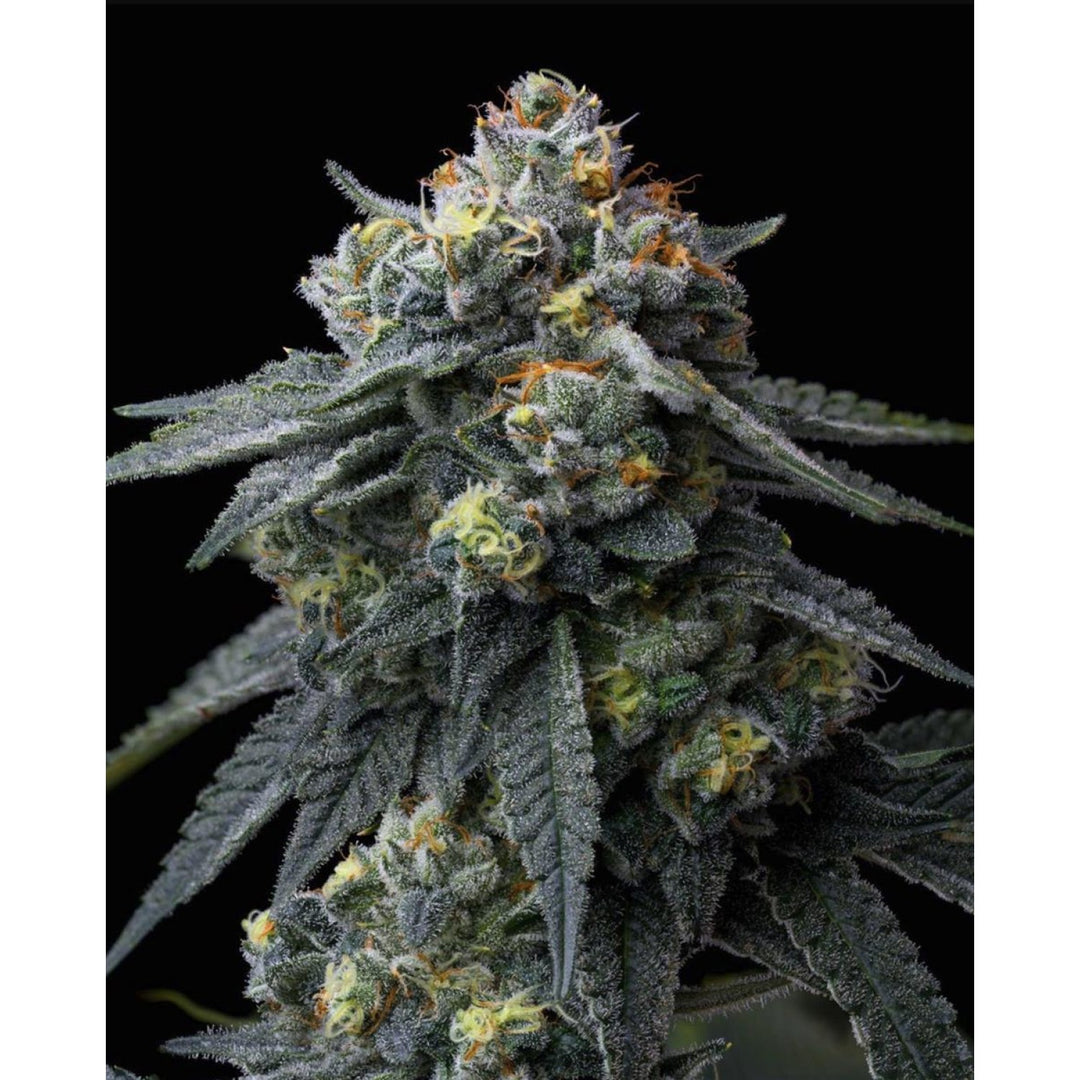 Barneys Farm Jealousy Fem 3St.