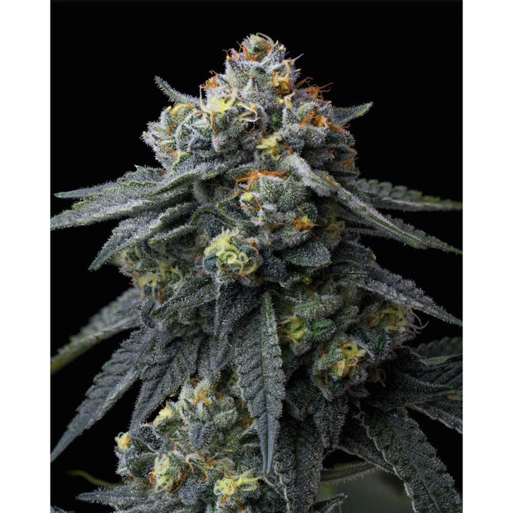Barneys Farm Jealousy Fem 3St.