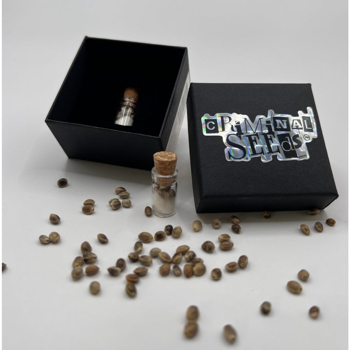 Criminal Seeds Grape Gas Spritzer Fem 3St.