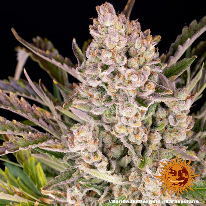 Barneys Farm Gorilla Zkittlez Auto Fem. 3St.