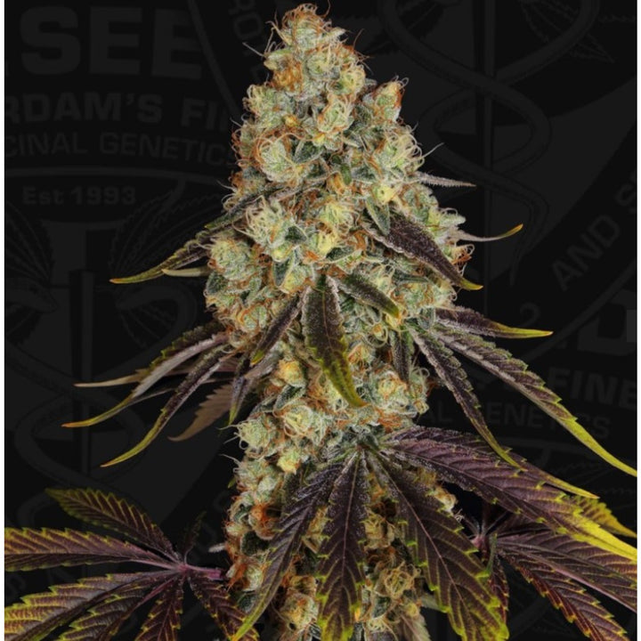T.H. Seeds French Cookies Fem 6St.