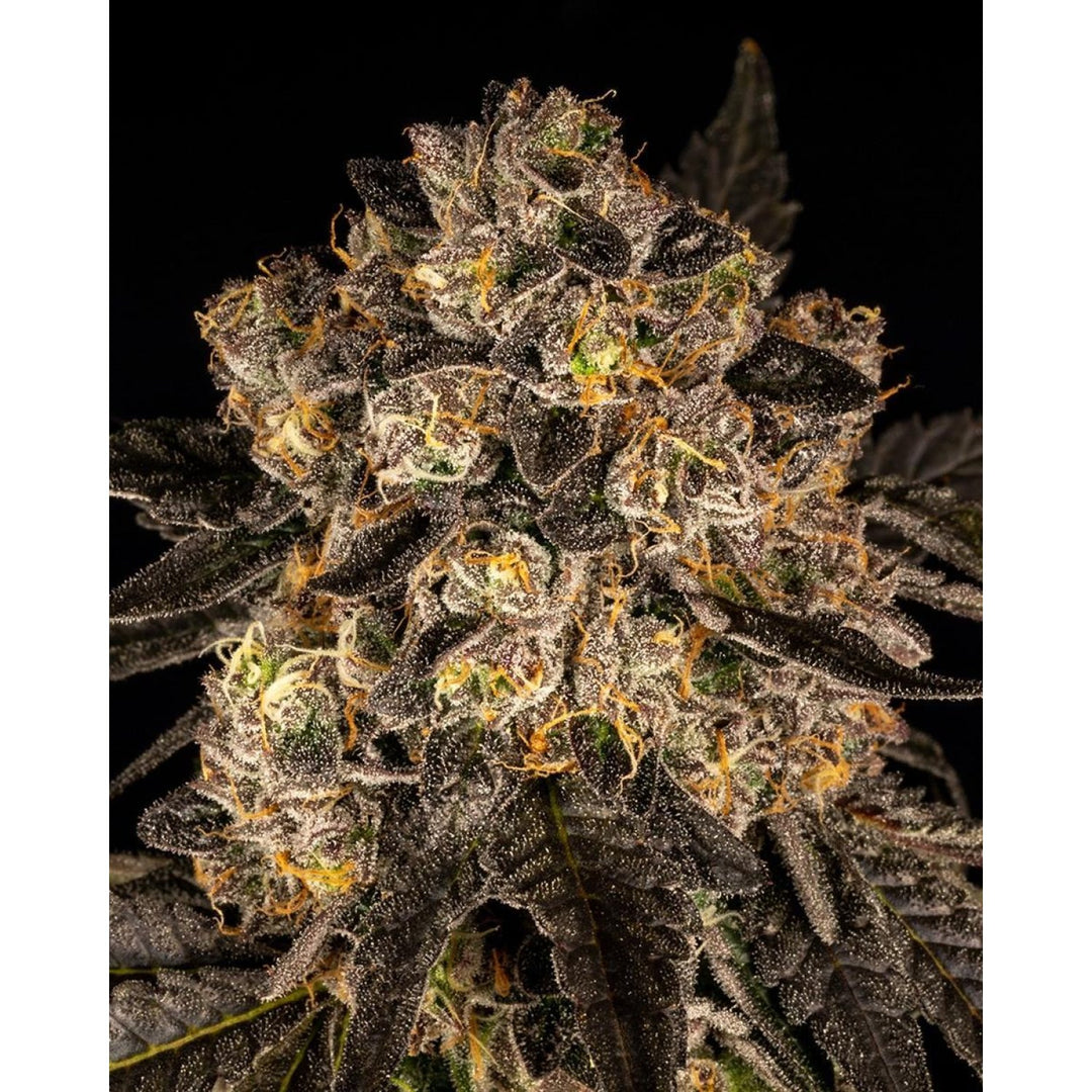 Cookies Seeds Corn Syrup Fem 3St.