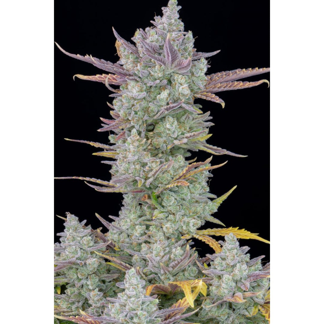 Fast Buds Gorilla Cookies Auto Fem 3St.