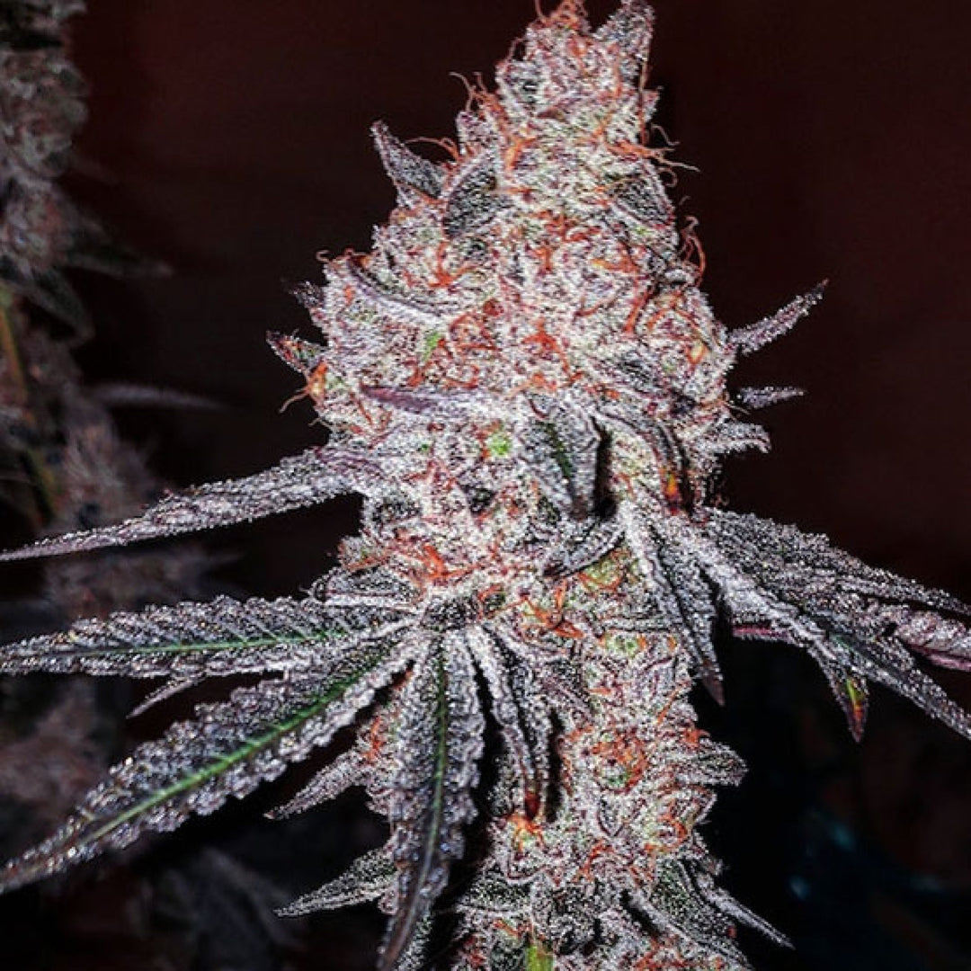 Ethos Strawberry Cookies OG R1 Fem 5St.