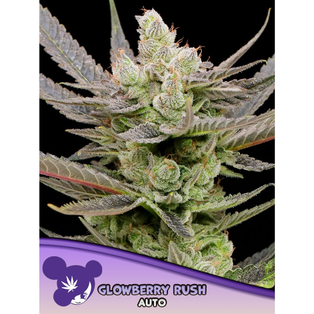 Anesia Glowberry Rush Auto Fem 3St.