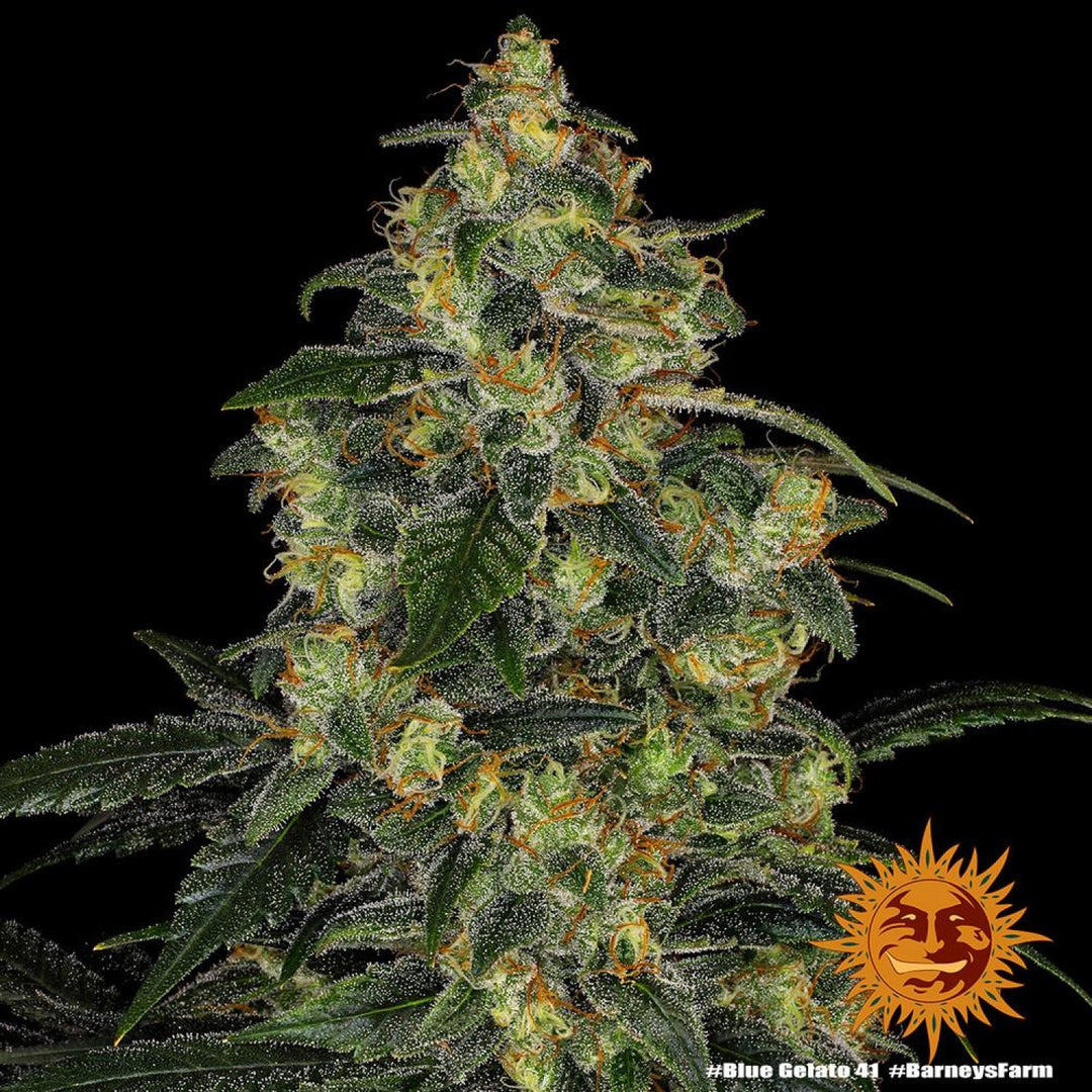 Barneys Farm Blue Gelato 41 Fem. 3St.