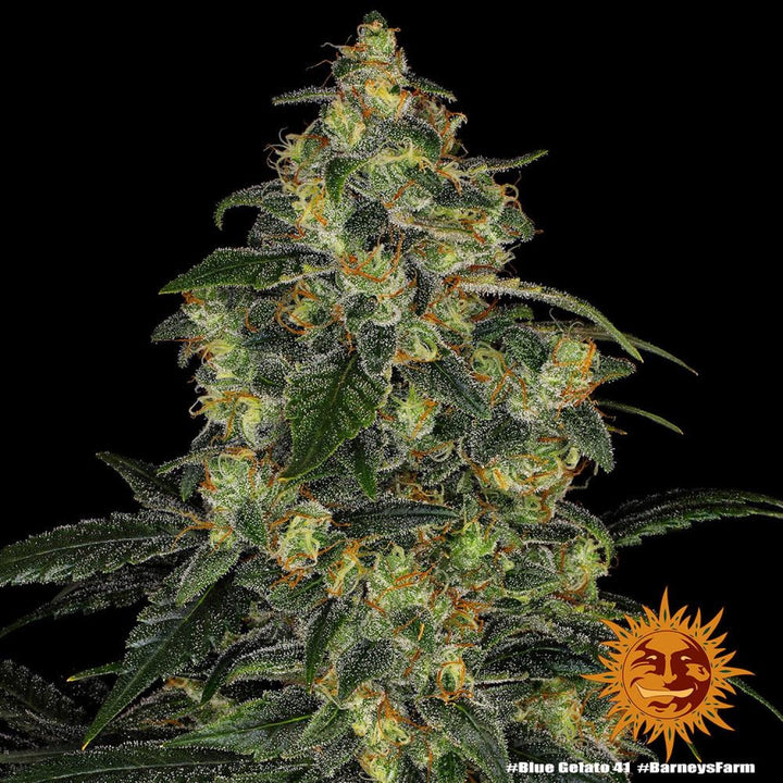 Barneys Farm Blue Gelato 41 Fem. 3St.