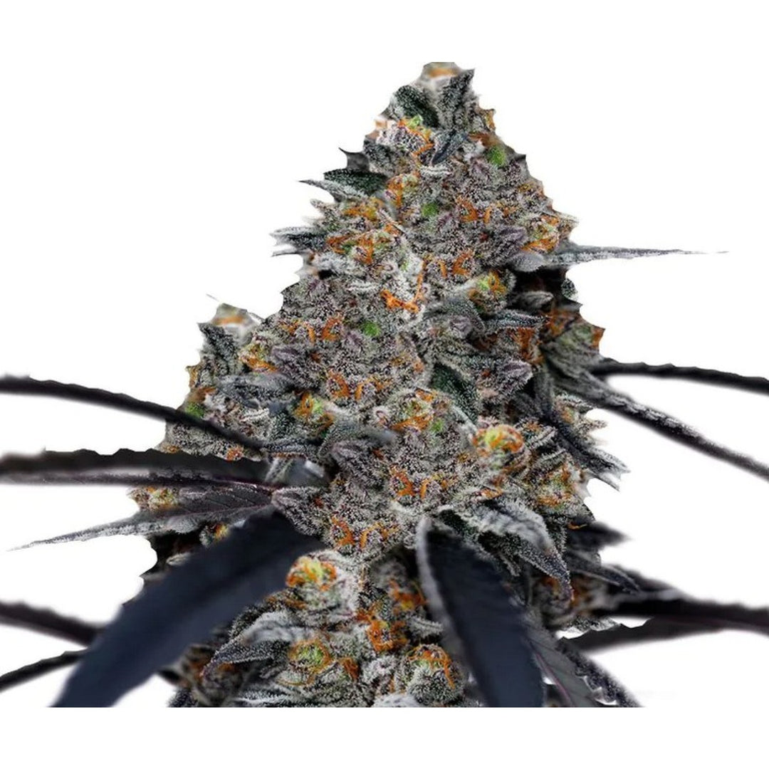 Growers Choice San Fernando Valley X Purps Fem 3St.
