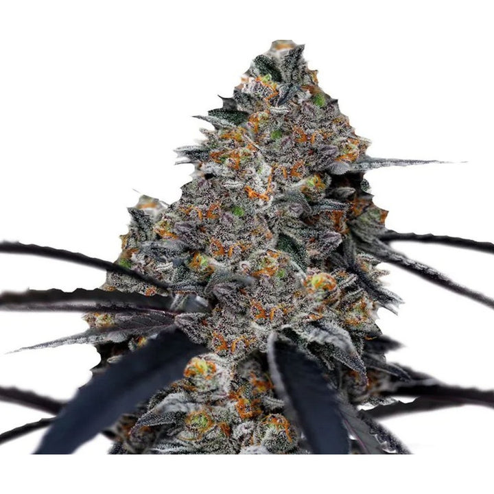 Growers Choice San Fernando Valley X Purps Fem 3St.