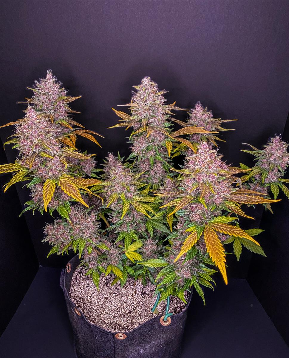 Fast Buds LSD-25 Auto Fem. 3St.