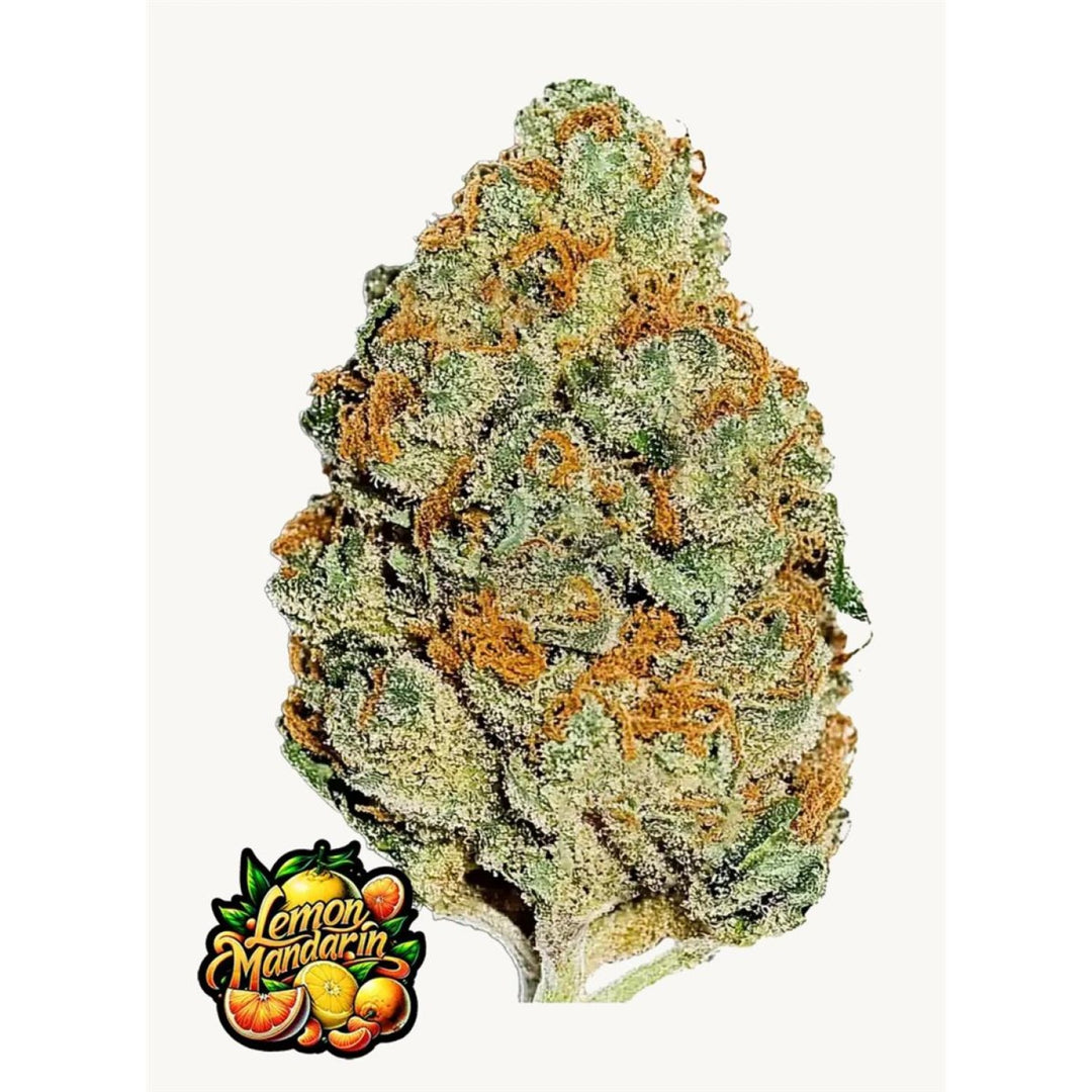 Fast Buds Lemon Mandarin Fem 3St.