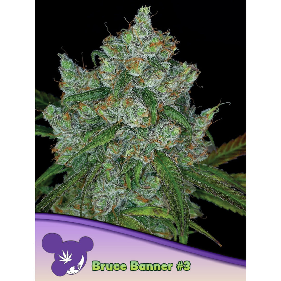 Anesia Bruce Banner #3 Fem. 3St.