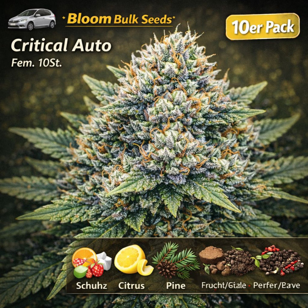 Bloom Bulk Seeds Critical Auto Fem 10St.