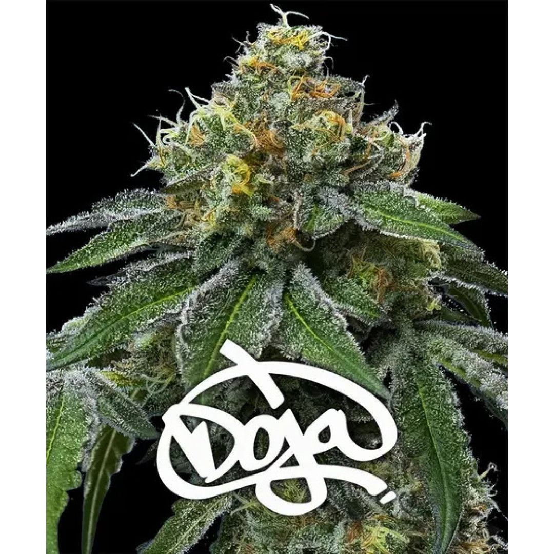 Barneys Farm RS11  x Banana OG Fem 3St.
