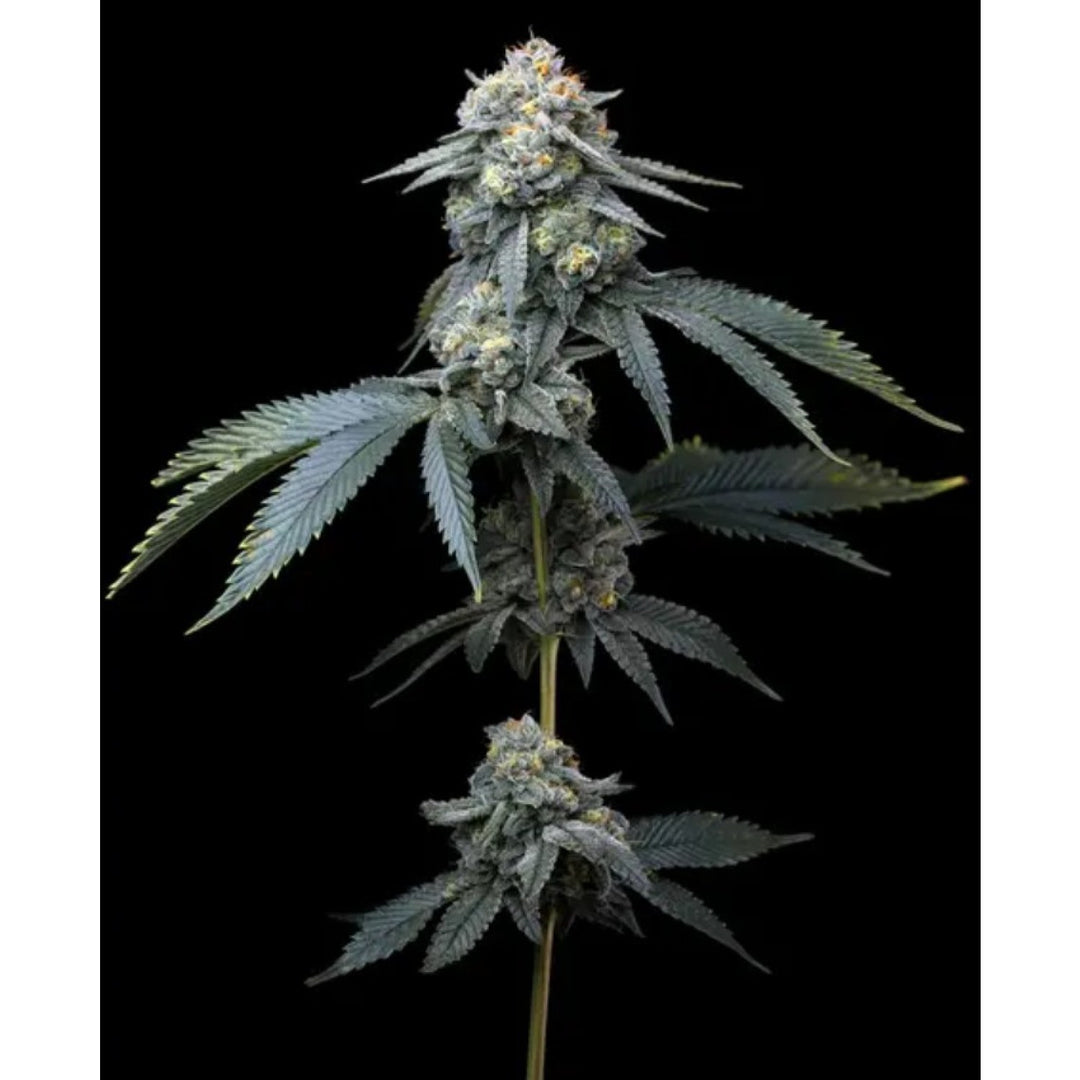 Barneys Farm Jealousy Fem 3St.