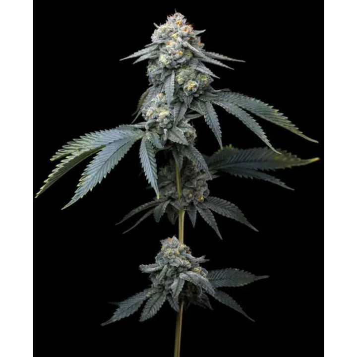 Barneys Farm Jealousy Fem 3St.