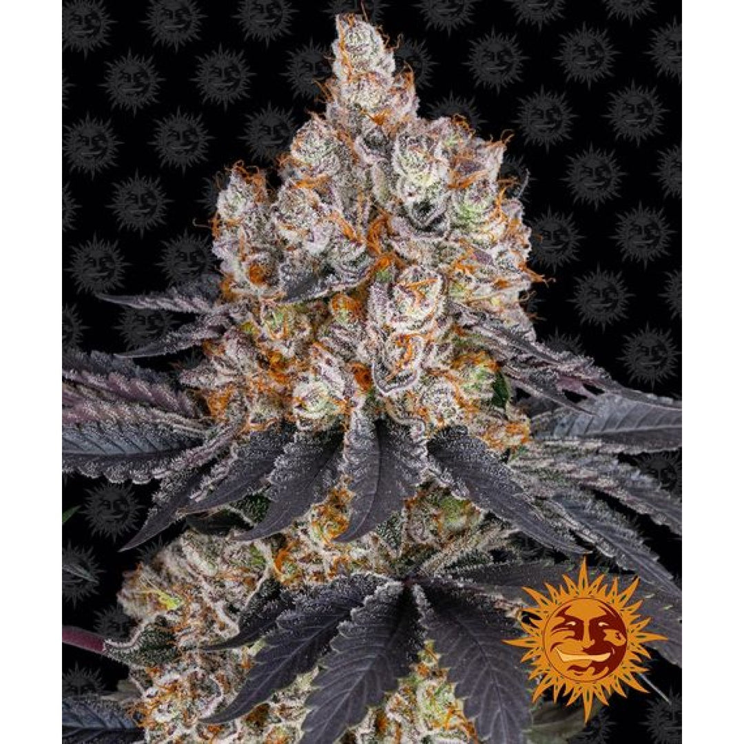 Barneys Farm Gelato Fem. 3St.