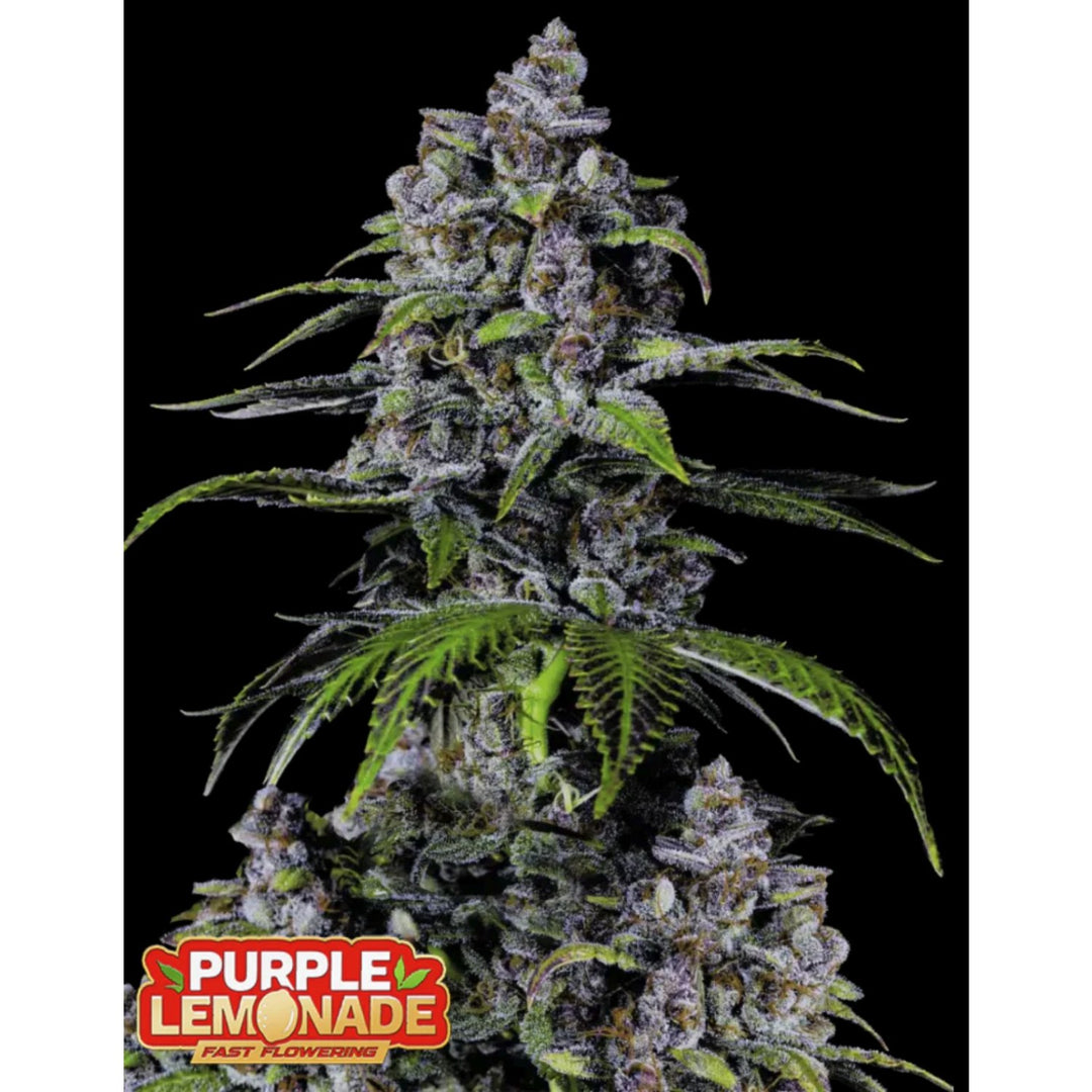 Fast Buds Purple Lemonade FF Fem 3St.