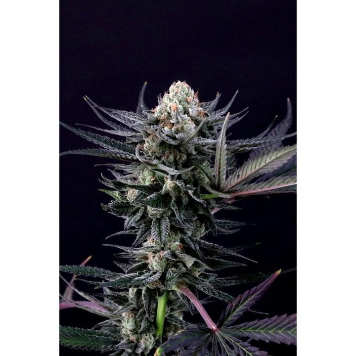 Paradise Seeds Caramba Fem 3St.