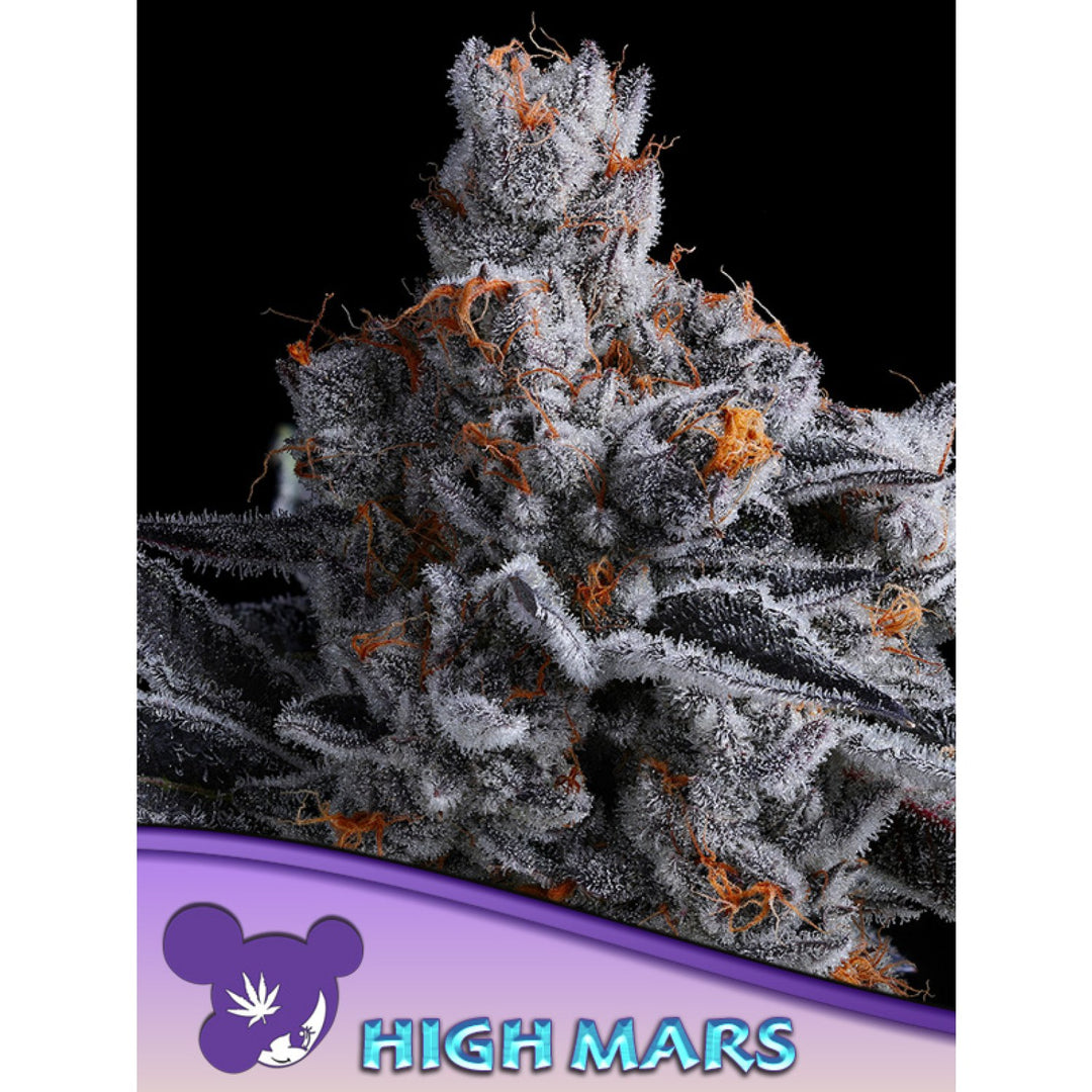 Anesia High Mars Fem 3St.