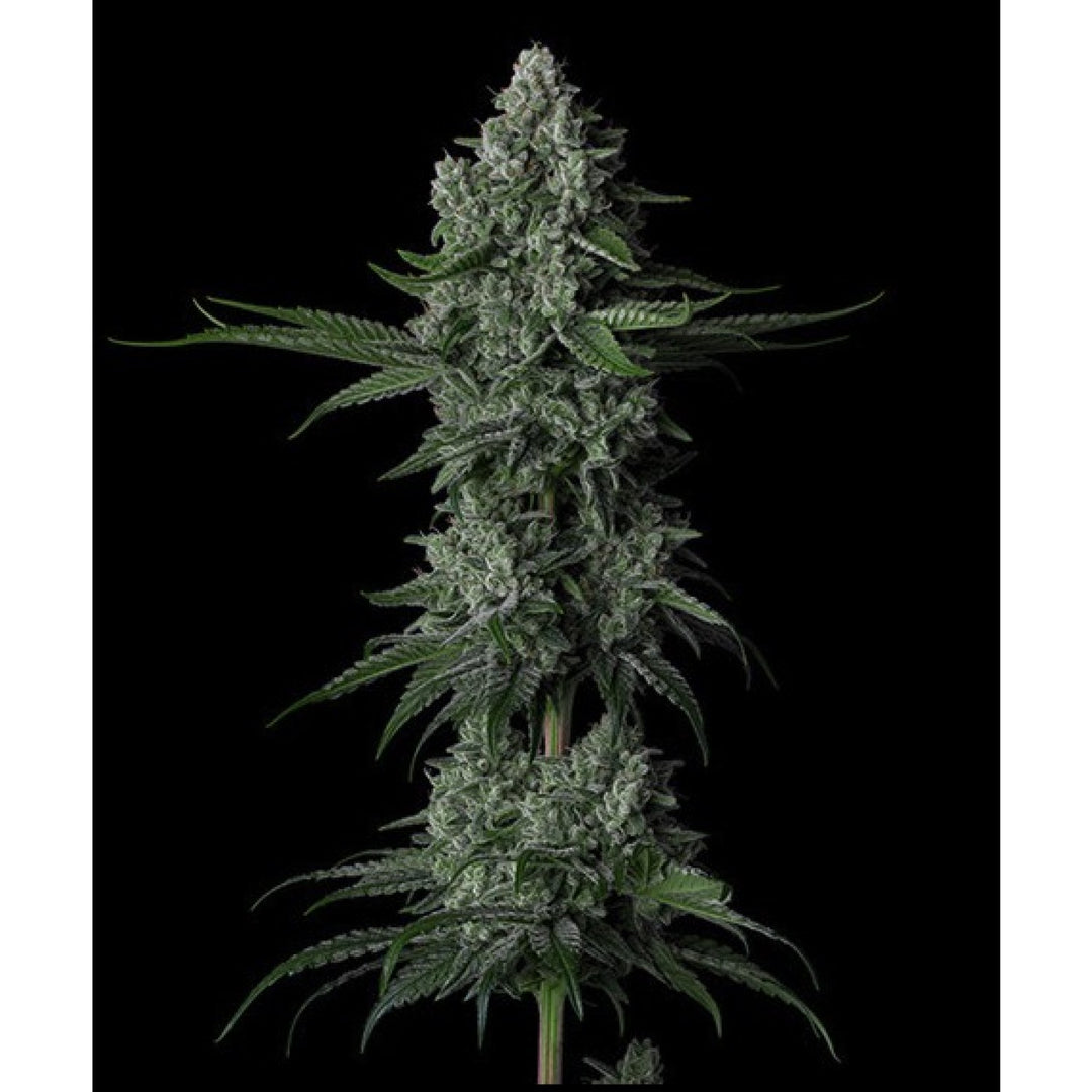 Ethos Grandpa's Stash R2 Fem 5St.
