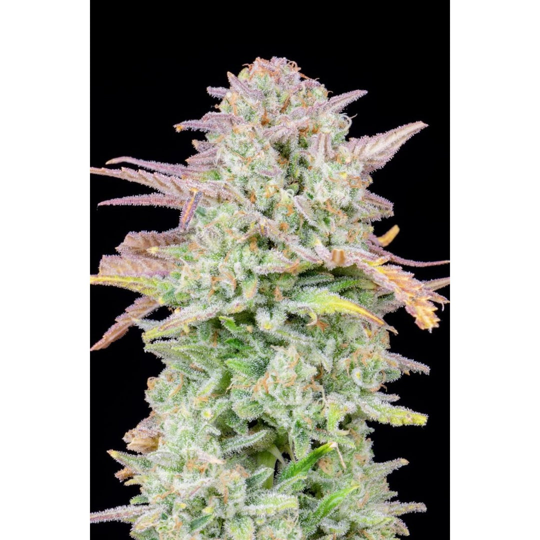 Fast Buds Original Trainwreck Auto Fem. 3St.