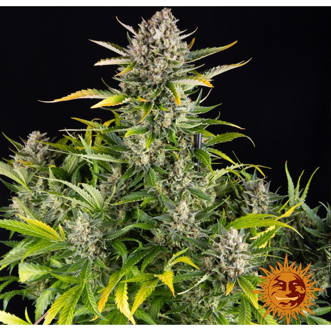 Barneys Farm Strawberry Cheesecake Auto Fem 3St.