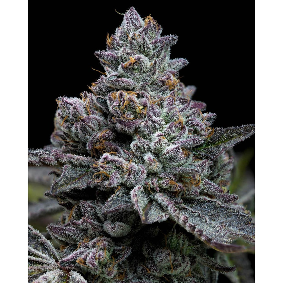 Barneys Farm Apple Fritter Fem 3St.