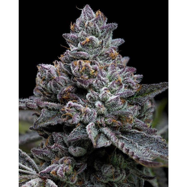 Barneys Farm Apple Fritter Fem 3St.