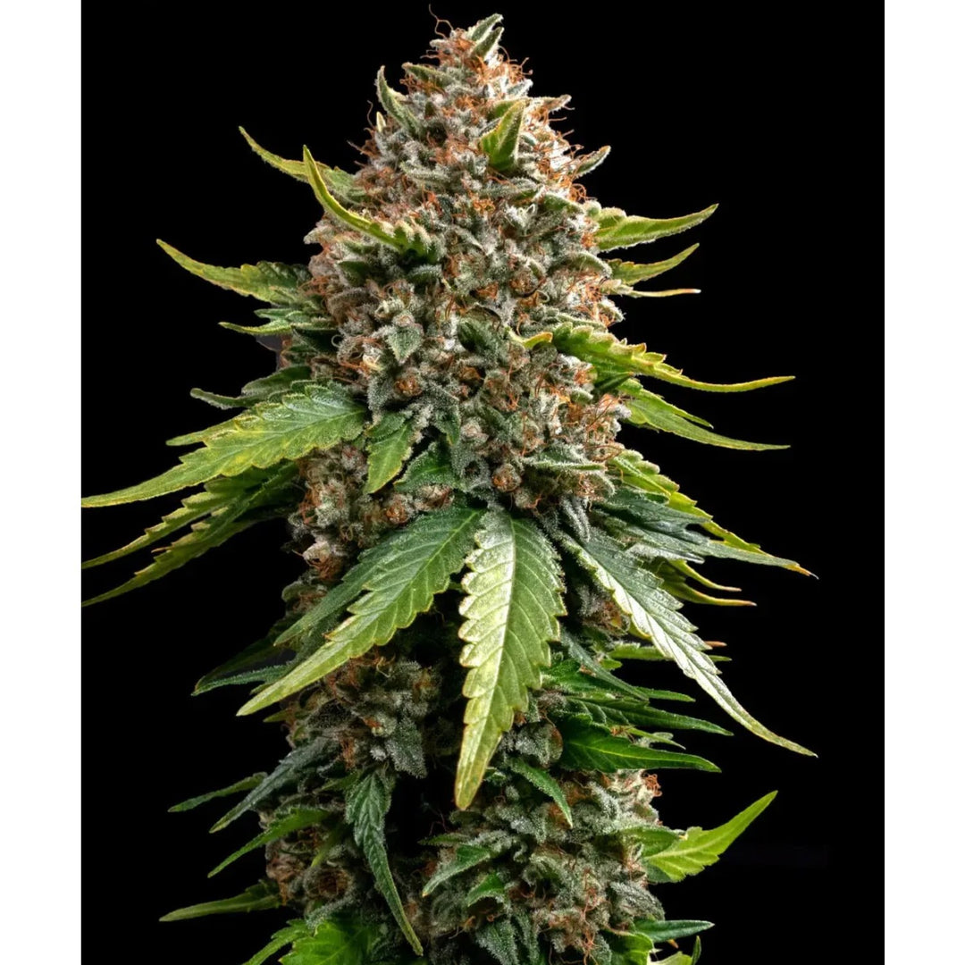 Barneys Farm White Widow XXL Auto Fem 3St.