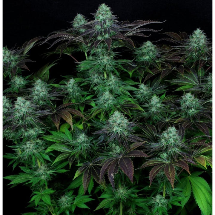 T.H. Seeds Darkstar Reg. 5St.