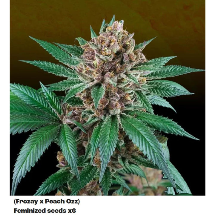 Perfect Tree Iced Peach x6 Fem 6St.