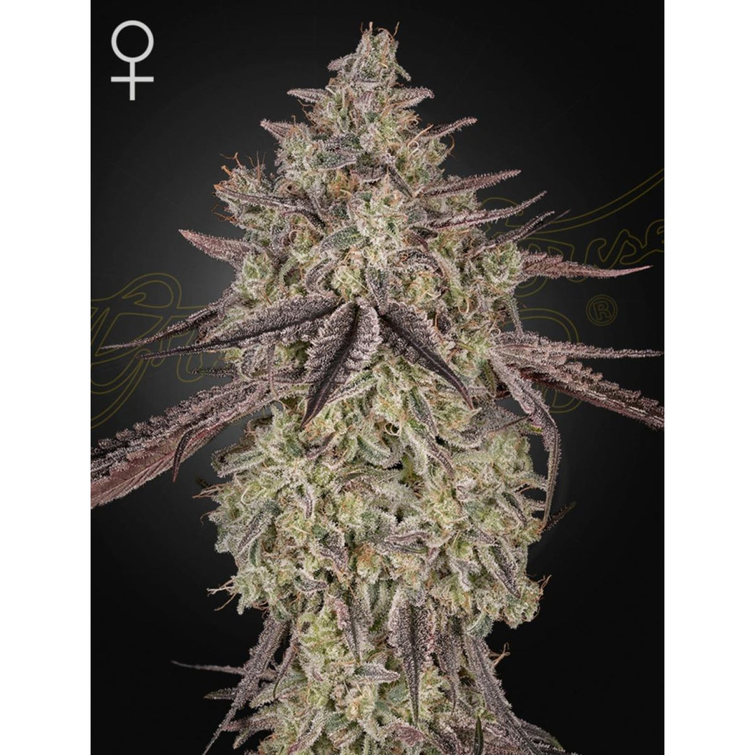 Green House Seed Co. Skywalker Auto Fem 3St.