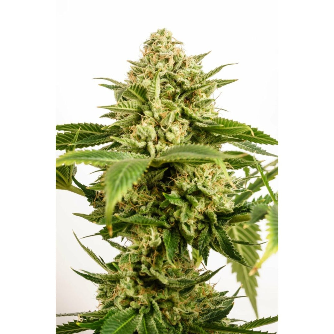 Kannabia Monkey Grease Fem. 3St.