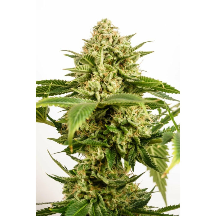 Kannabia Monkey Grease Fem. 3St.