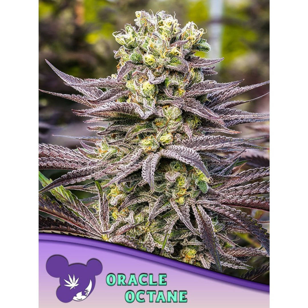Anesia Oracle Octane Fem 3St.