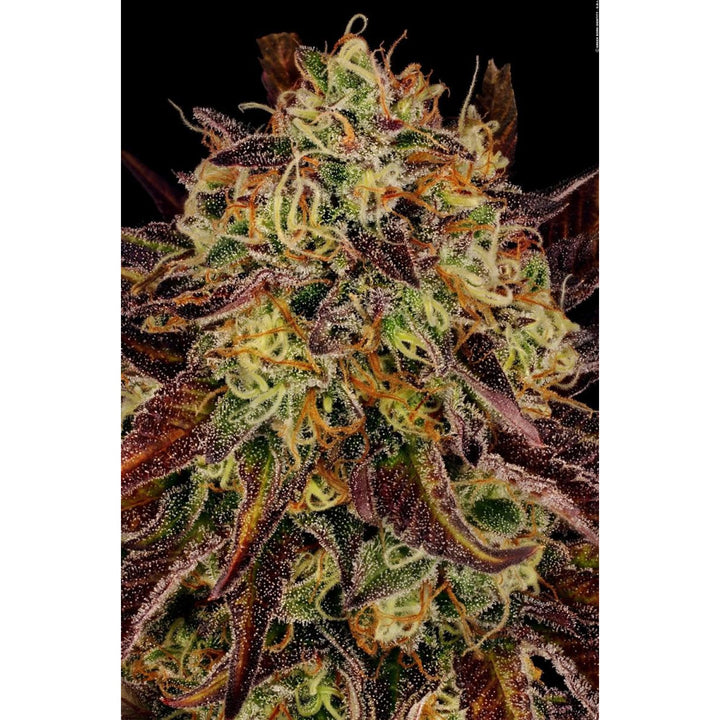 Paradise Seeds Tangerine Sorbet Fem 3St.