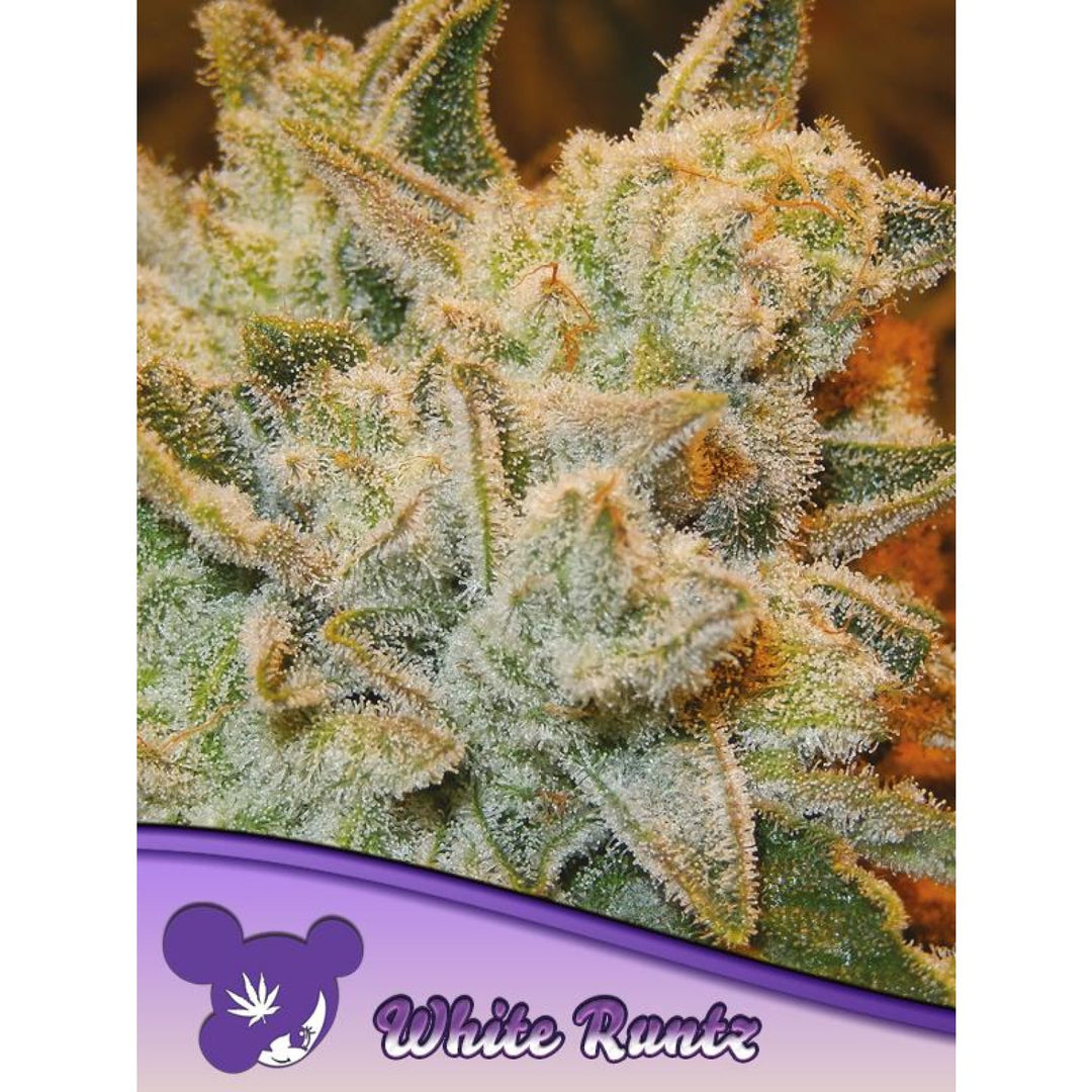 Anesia White Runtz Fem. 3St.