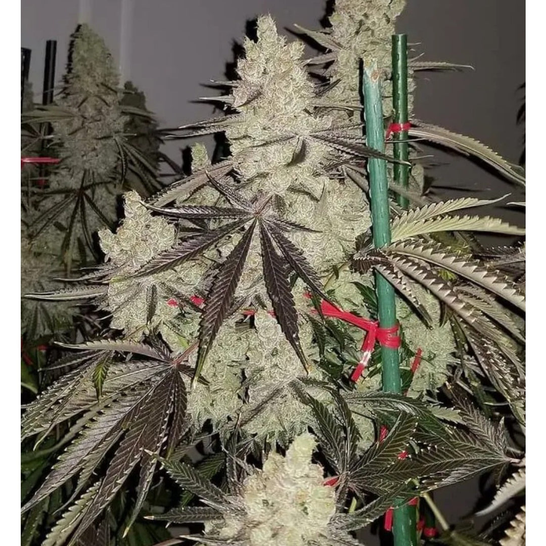 In House Genetics Slurricane IX Fem 3St.