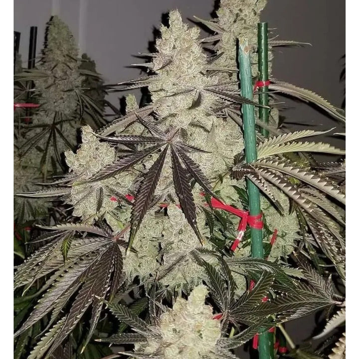 In House Genetics Slurricane IX Fem 3St.