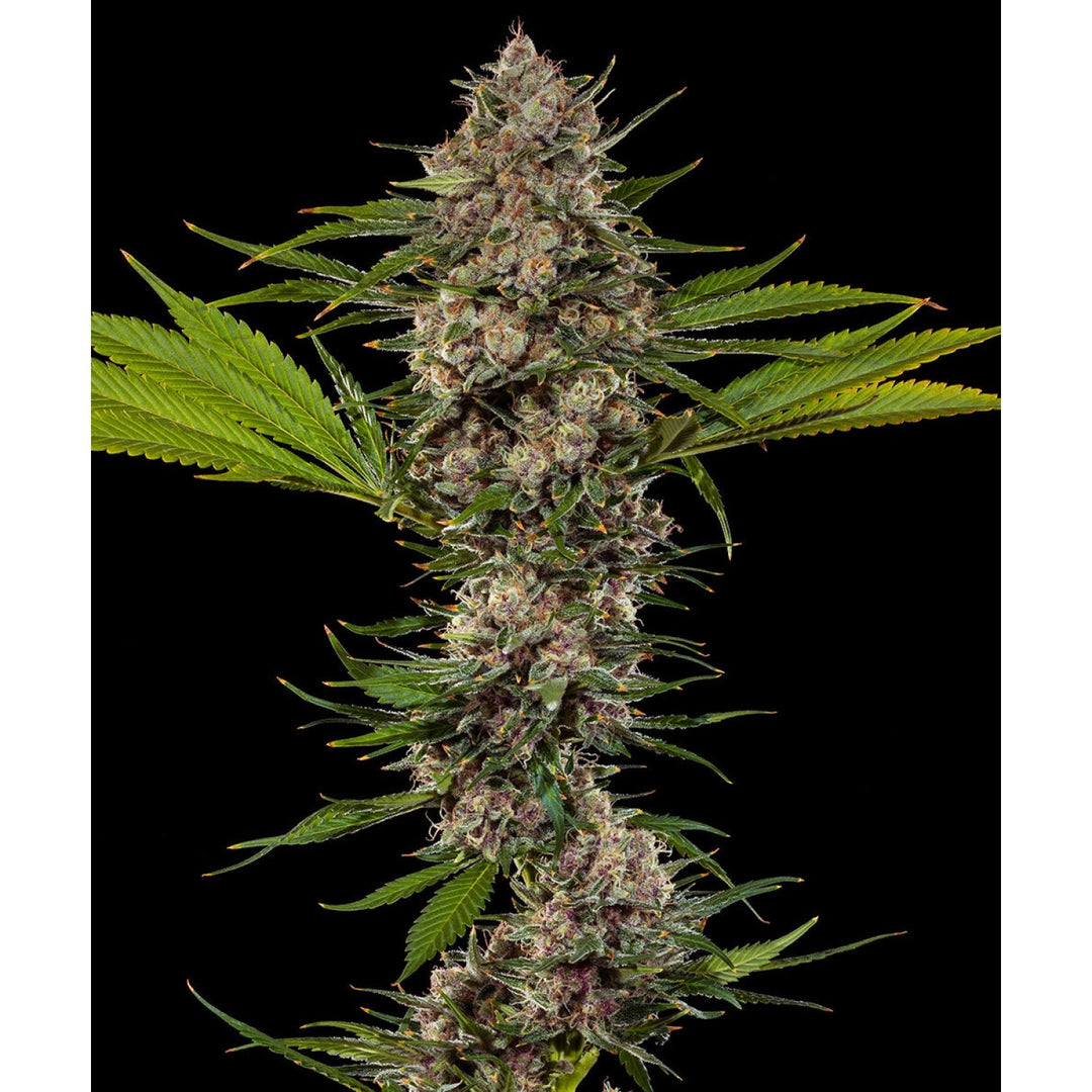 Barneys Farm MAC 1 Fem 3St.