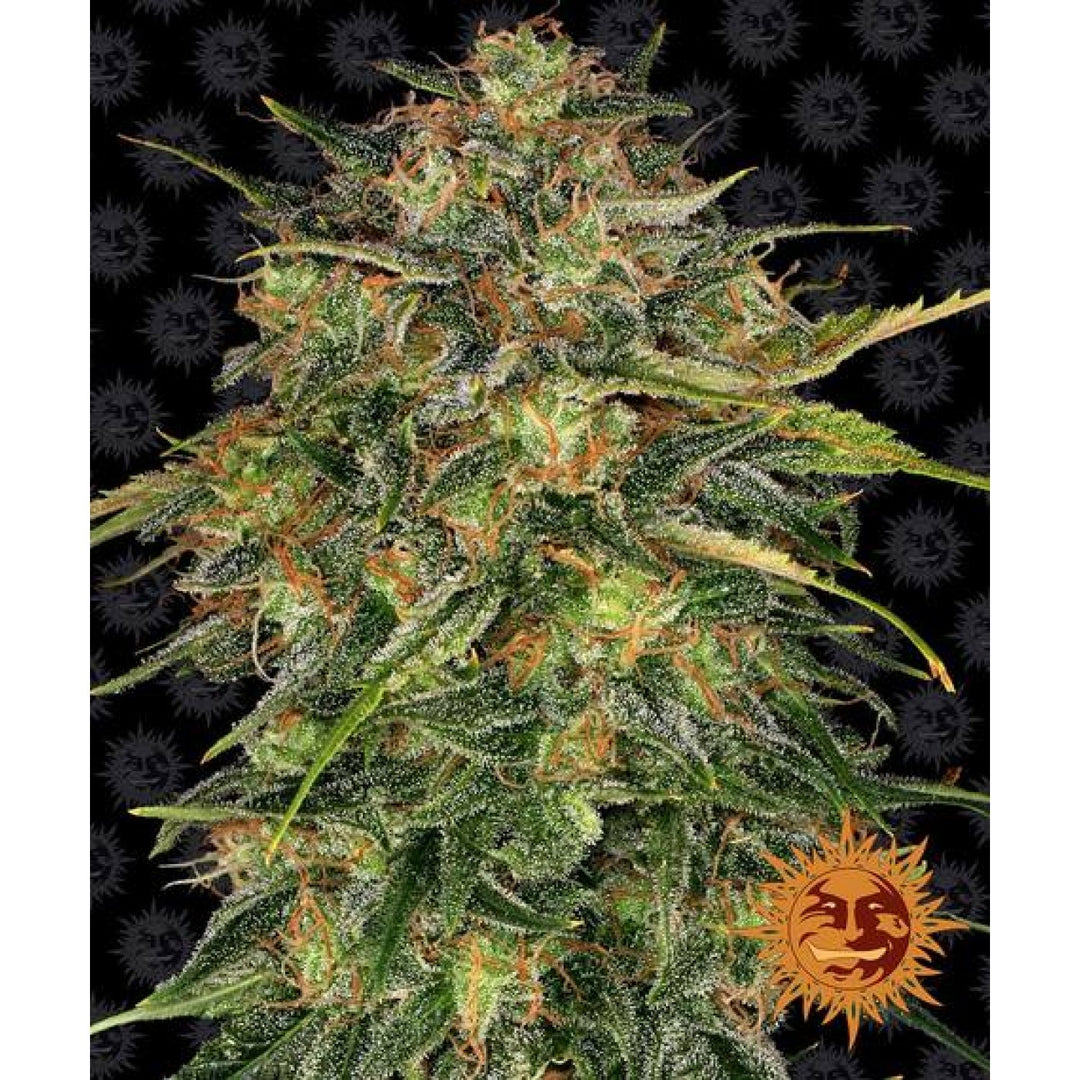 Barneys Farm Cheese Fem. 3St.