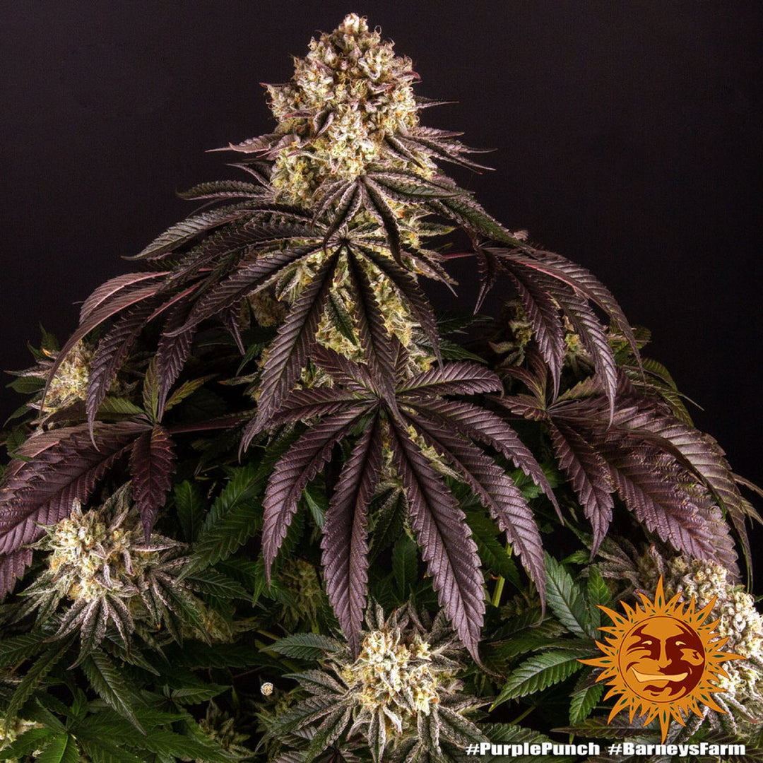 Barneys Farm Purple Punch Fem 3St.