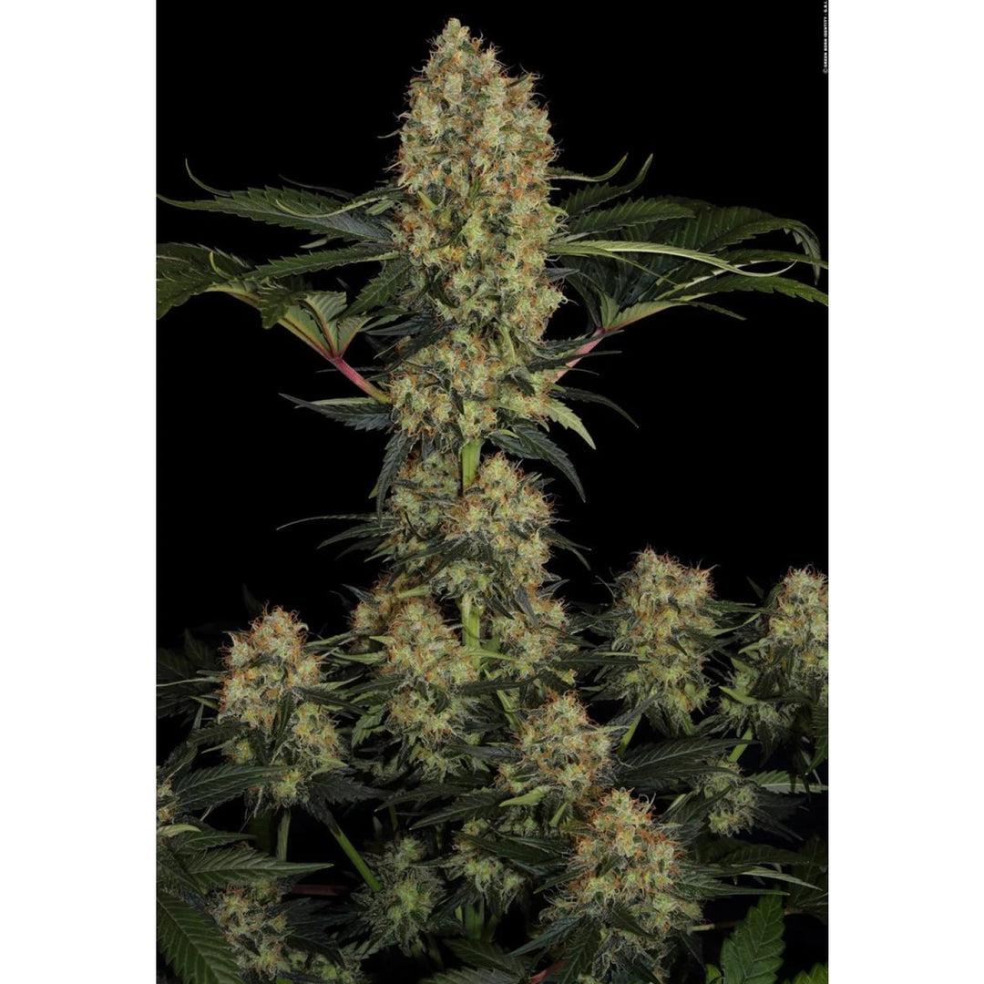 Paradise Seeds Mendocino Skunk Fem 3St.