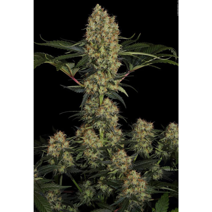 Paradise Seeds Mendocino Skunk Fem 3St.