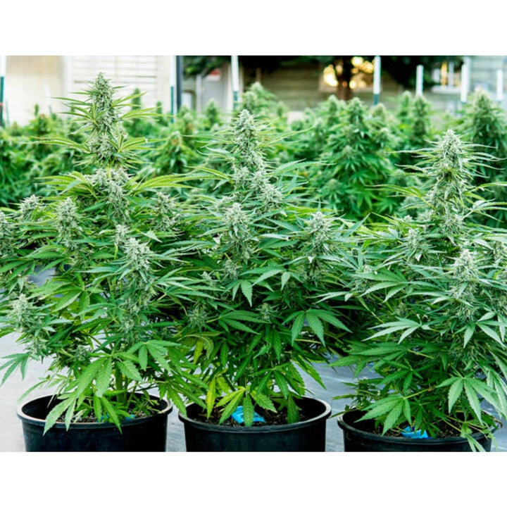 Royal Queen Seeds Titan F1 Auto Fem. 3St.