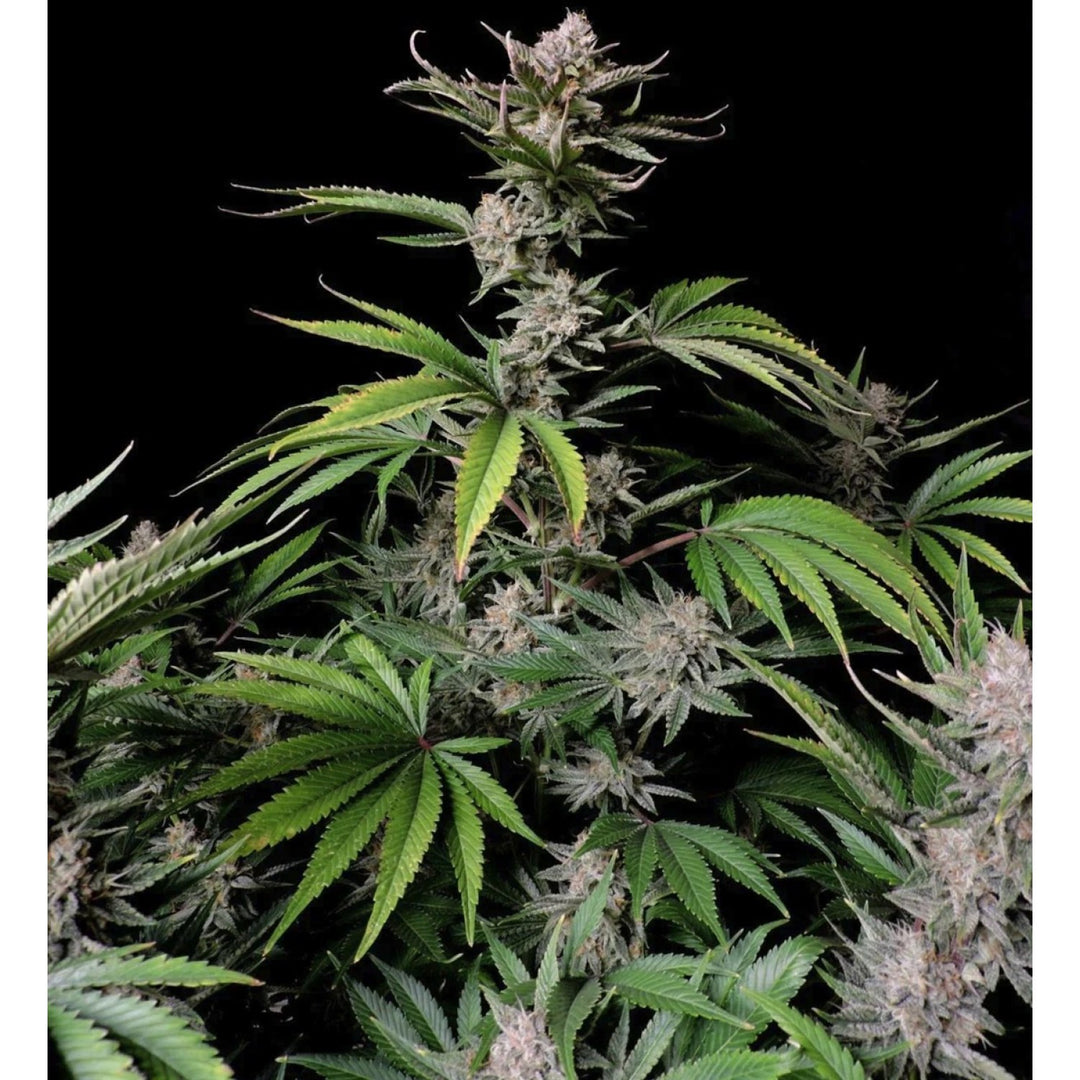 Fast Buds Cherry Cola Auto Fem 3St.