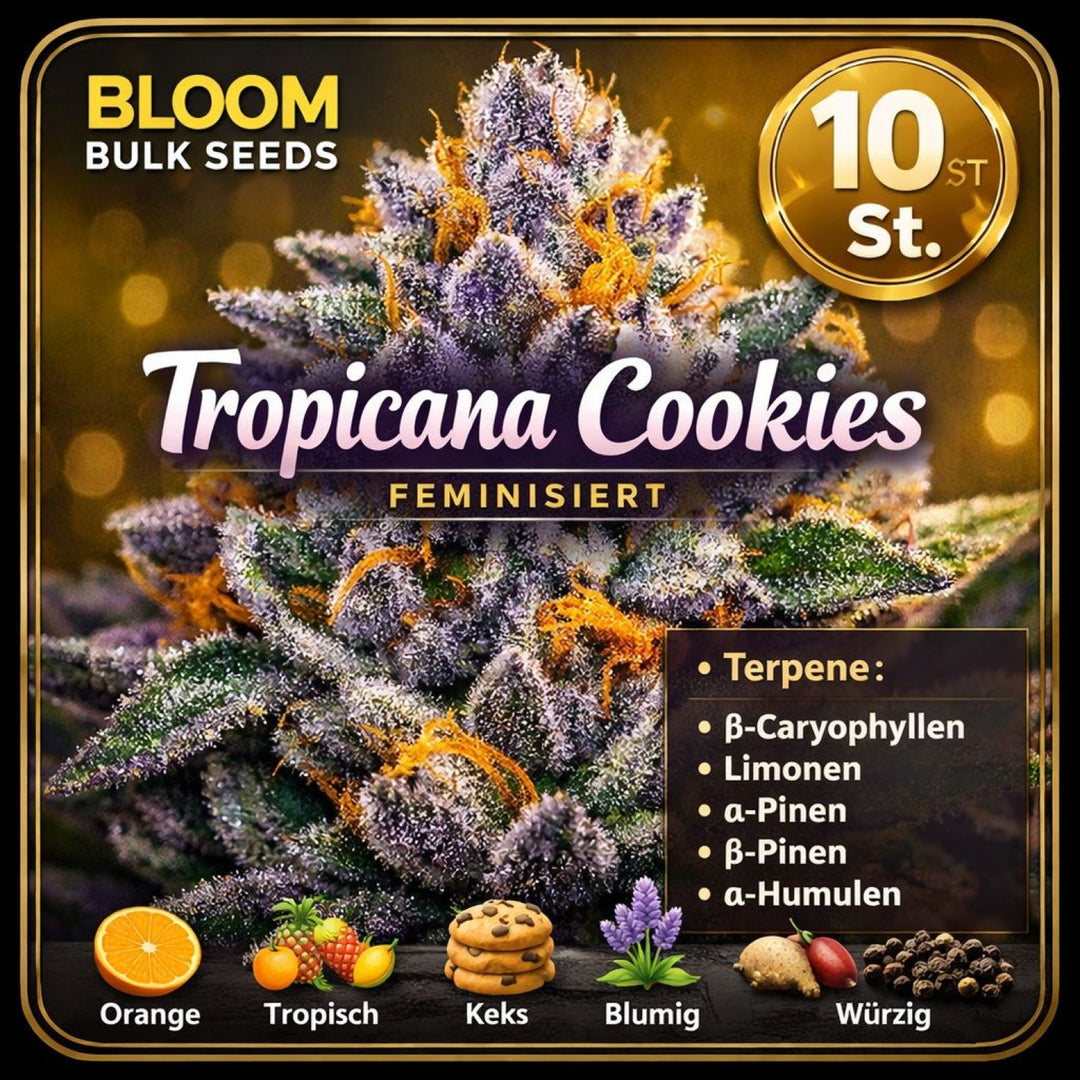 Bloom Bulk Seeds Tropicana Cookies Fem 10St.